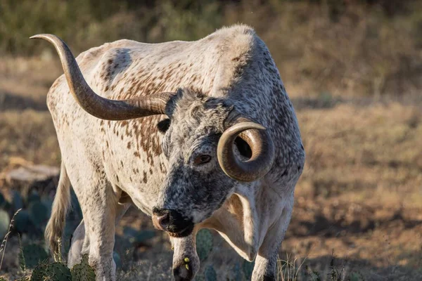 Closeup Texas Longhorn Standing Forest Park — Stock Photo, Image