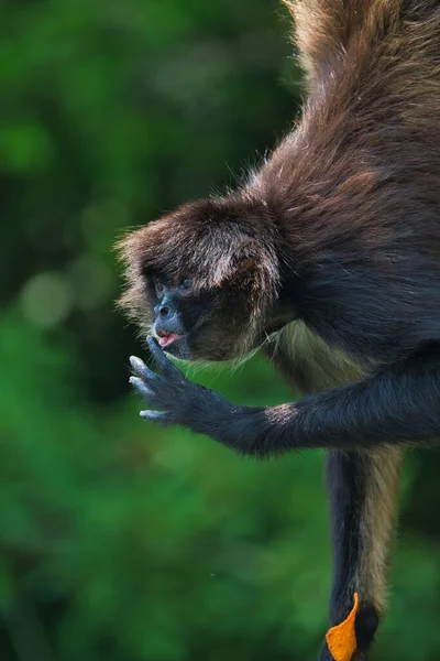 Hermoso Primer Plano Mono Araña Cabeza Negra Con Comida Mano — Foto de Stock