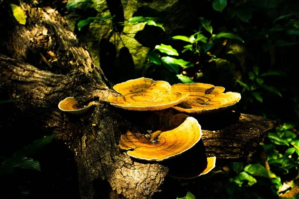 Közelkép Gombákról Amik Egy Fatörzsön Nőnek Erdőben — Stock Fotó