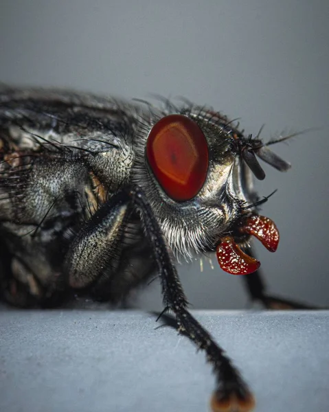 Macro Shot Housefly Red Eye — Stock Photo, Image