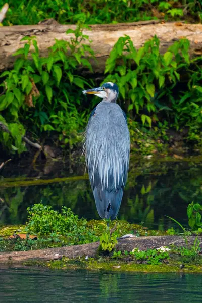 View Beautiful Great Blue Heron Mossy Wood — Stock Photo, Image