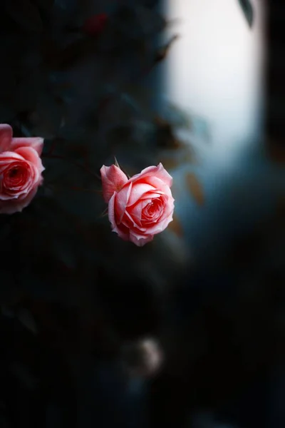 庭にピンクの花が咲いていた — ストック写真
