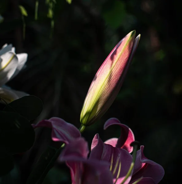 Wuhan Botanik Bahçesi Nde Parlak Güneş Işığı Altında Muhteşem Çiçeklerin — Stok fotoğraf