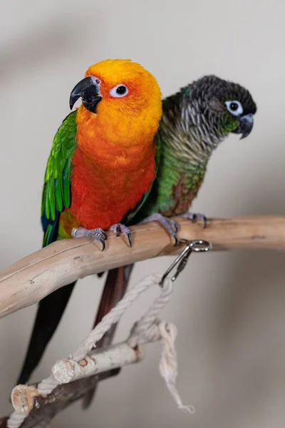 Two Parrots Perched Stick — Stock Photo, Image