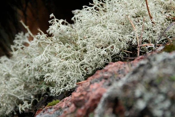 Primer Plano Champiñones Blancos Lichens Las Rocas — Foto de Stock