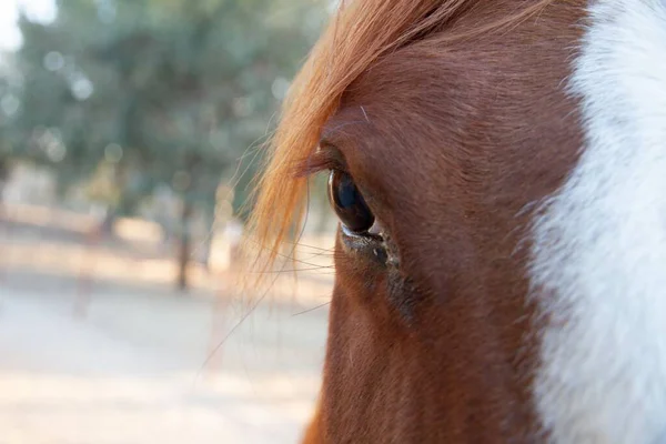 ぼかしの木の背景にある茶色の馬の目のクローズアップ — ストック写真