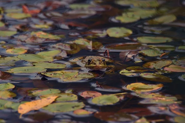 Selective Focus Frog Water — Stock Photo, Image
