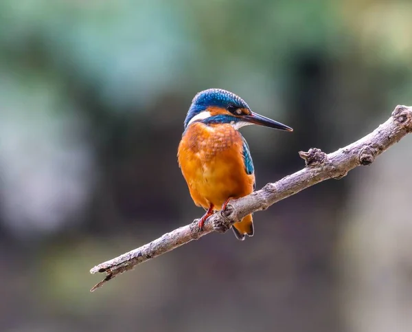 Bir Kingfisher Kuşunun Arka Planda Bulanık Bir Ağaç Dalına Tutunurken — Stok fotoğraf