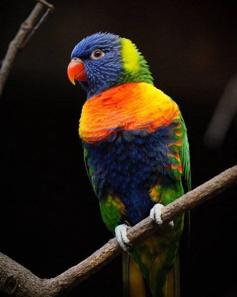 Vertical Selective Focus Colorful Parrot Standing Piece Wood — Stock Photo, Image