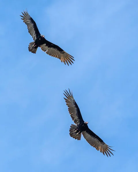 Disparo Vertical Pelícanos Marrones Volando Aire — Foto de Stock