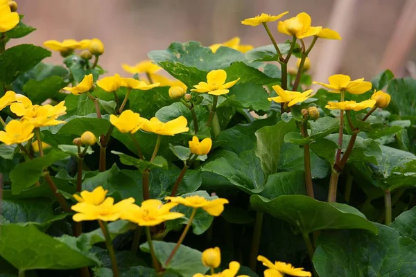 Ένα Κοντινό Πλάνο Του Αναπτυσσόμενου Κίτρινου Caltha Palustris Πράσινα Φύλλα — Φωτογραφία Αρχείου