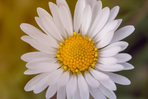 Ένα Κοντινό Πλάνο Από Ένα Λευκό Λουλούδι Μαργαρίτα Ένα Δάσος — Φωτογραφία Αρχείου