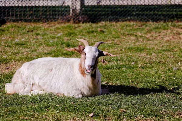 Beautiful Goat Green Field — Stock Photo, Image