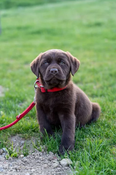 Ett Selektivt Fokus Söt Labrador Hund — Stockfoto