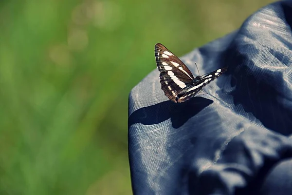 Selective Focus Sailor Butterfly Sunny Day — Stock Photo, Image