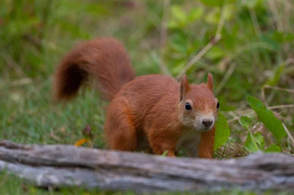 야생붉은 다람쥐의 선택적 — 스톡 사진