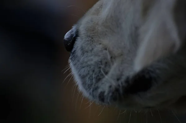 Крупним Планом Знімок Собаки Рот Ніс Розмитим Тлом — стокове фото
