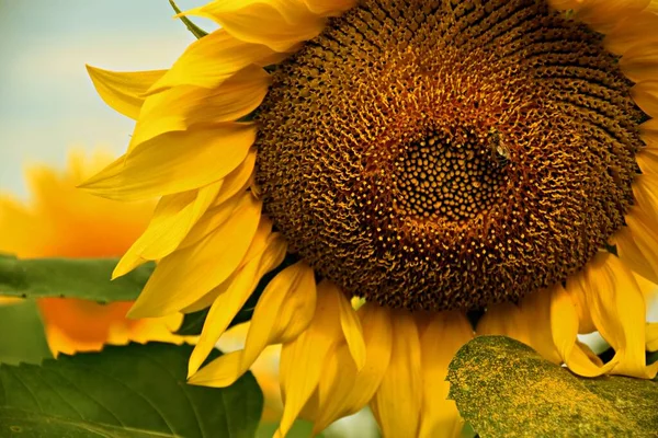 Nahaufnahme Einer Gewöhnlichen Sonnenblume Helianthus Annuus Auf Einem Feld — Stockfoto