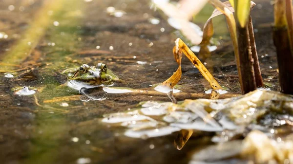 stock image A closeup of an edible frog, pelophylax kl. esculentus taking his head out of a swamp, muddy pond