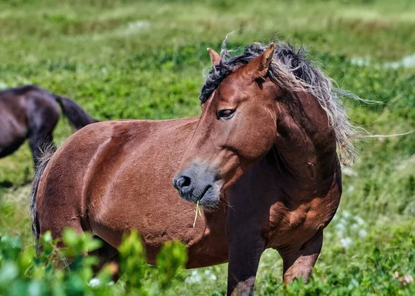 牧草地で野生の馬の閉鎖 — ストック写真