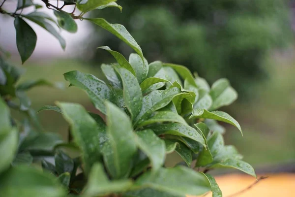 Ein Schnappschuss Von Grünen Nassen Blättern Einem Garten Nach Dem — Stockfoto