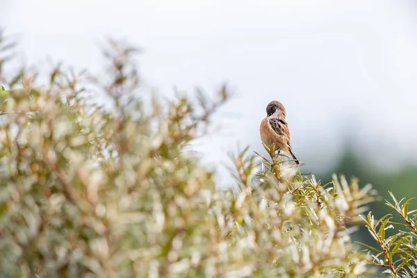 Selektywne Ujęcie Ptaka Kamienistego Czerwonymi Piersiami Siedzącego Suchej Roślince — Zdjęcie stockowe