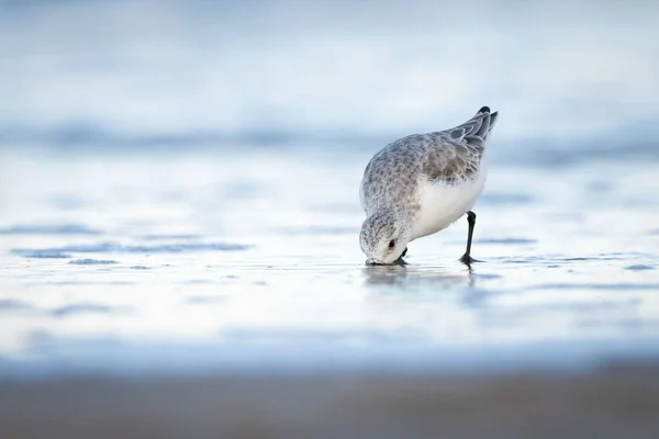 Wybiórcze Ujęcie Trójpalczastego Ptaka Szukającego Jedzenia Plaży — Zdjęcie stockowe