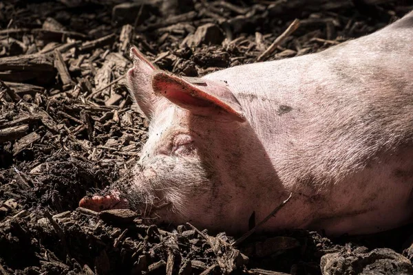 Closeup Pig Ground Farm — Stock Photo, Image