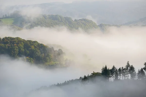 Beautiful View Foggy Forest — Fotografia de Stock
