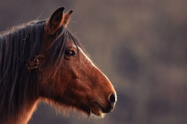 Zbliżenie Pięknego Konia Przyrodzie Ciągu Dnia — Zdjęcie stockowe