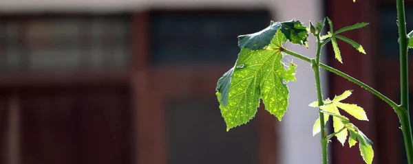 Bir Leydiparmak Bitkisinin Yapraklarının Panoramik Yakın Çekimi — Stok fotoğraf