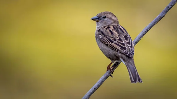 Ett Selektivt Fokus Ett Hus Sparrow — Stockfoto