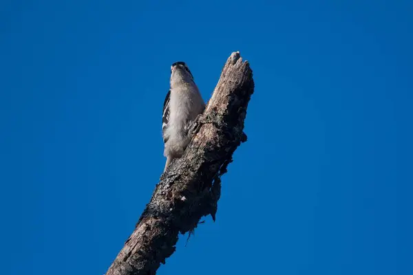 青い空に向かって木の上に腰掛けている可愛いダウニー ウッドペッカーのローアングルショット — ストック写真