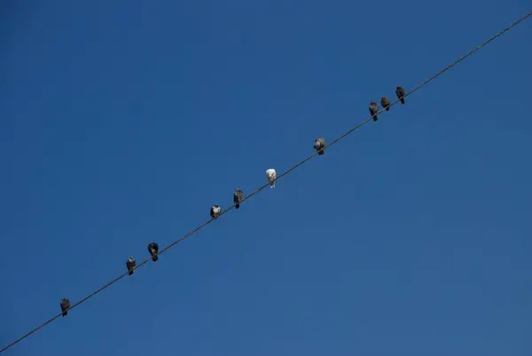 Gros Plan Beaux Oiseaux Assis Sur Fil — Photo