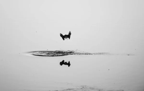 Suyun Üzerinde Uçan Bir Martının Seçici Odak Noktası Gri Tonda — Stok fotoğraf