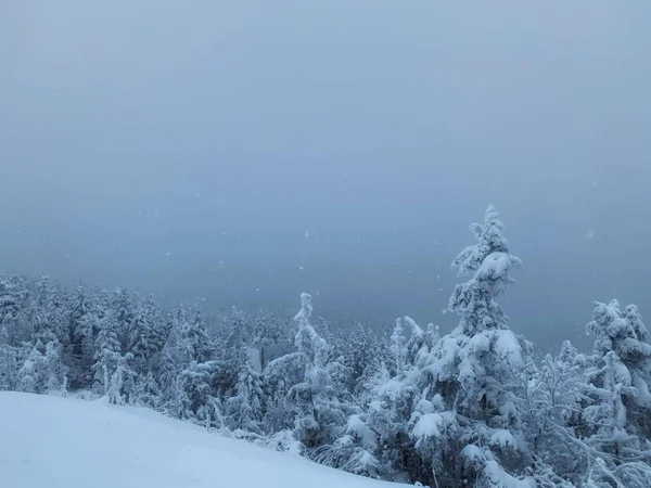 Живописный Снимок Елок Снежном Поле Горнолыжном Курорте Киллингтон Вермонт Новая — стоковое фото
