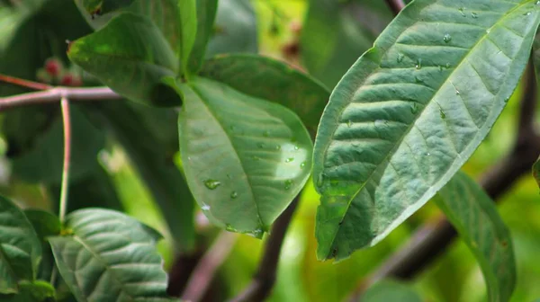 Вибірковий Фокусний Знімок Зеленого Листя Рослини Парку — стокове фото