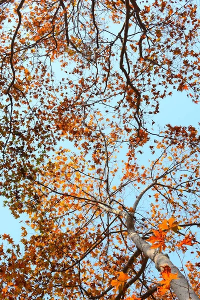 Eine Flache Aufnahme Von Bäumen Mit Orangefarbenem Laub Vor Blauem — Stockfoto
