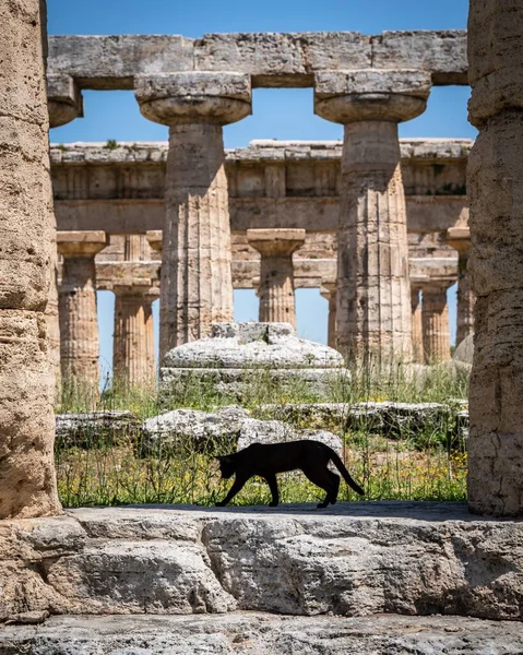 意大利坎帕尼亚Paestum考古遗址的黑猫 — 图库照片
