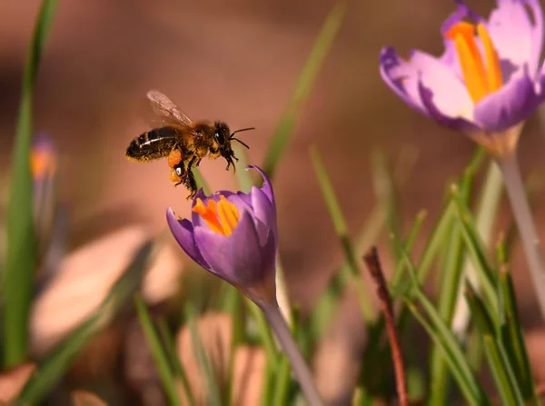 Beautiful Closeup Bee Saffron Flower — Stock Photo, Image