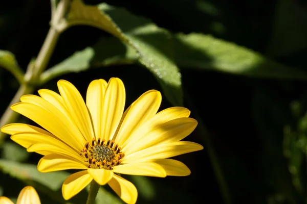 Egy Közeli Felvétel Egy Sárga Virágról Zöld Levelekkel Homályos Háttérrel — Stock Fotó