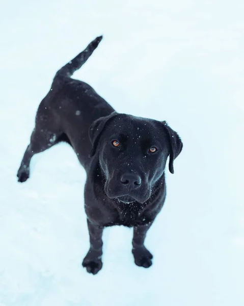 Vertikal Ovanifrån Svart Labrador Retriever Porträtt Snöig Mark Med Snöflingor — Stockfoto
