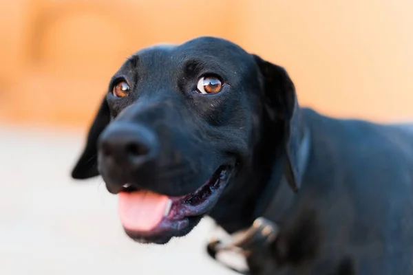 Een Closeup Van Een Schattige Zwarte Hond Glimlachend Met Zijn — Stockfoto