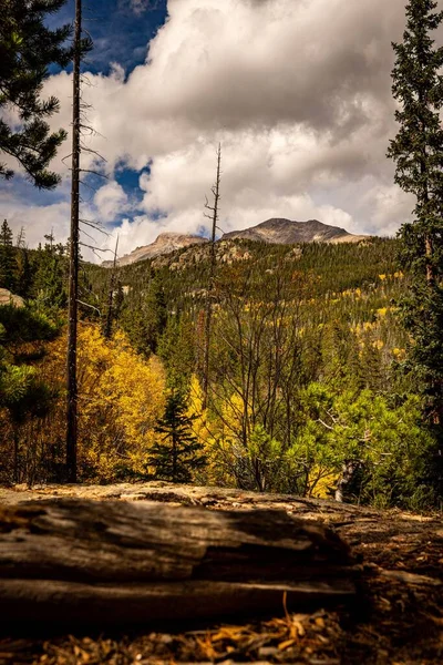 Ein Umgestürzter Baumstamm Einem Herbst Roky Der Park Mit Waldbäumen — Stockfoto