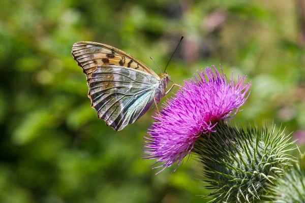 背景がぼんやりとした細い蝶のクローズアップ — ストック写真