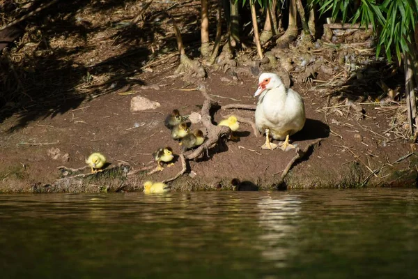 Muscovy Duck Ducklings Lake Buenos Aires Argentina — Stock Photo, Image