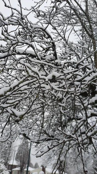 Вертикальний Знімок Дерев Покритих Снігом — стокове фото