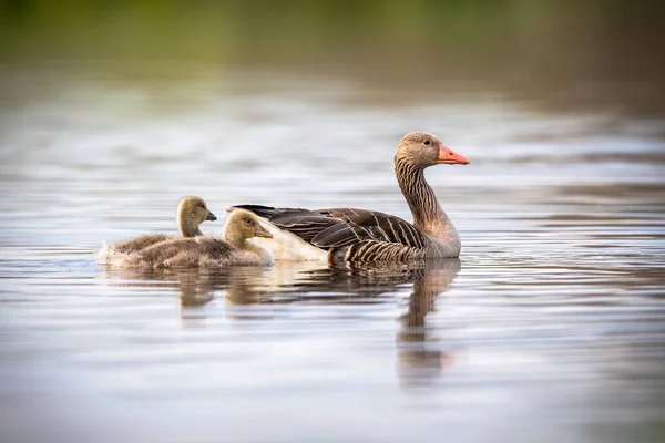Uma Mãe Ganso Com Seus Gooselings Rio Calmo — Fotografia de Stock