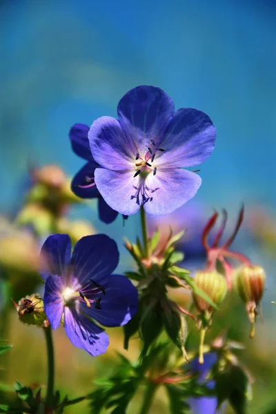 Beautiful Vertical Closeup Meadow Crane Bill Flowers — Stock Photo, Image
