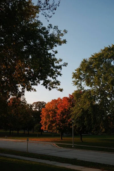 色鮮やかな葉を持つ木々の垂直方向 公園で捕獲された紅葉 — ストック写真